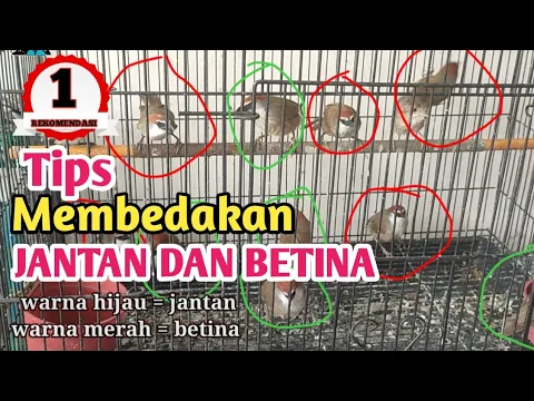 Download MP3 cara membedakan burung kaso-kaso jantan dan betina paling mudah