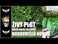 Download Lagu Žívý plot - Nechci habr obecný, ale bobkovišeň NOVITA | Prunus laurocerasus | Rekonstrukce 3.