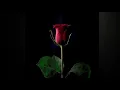 Download Lagu dur ho mujse magar paas najar ate ho Nusrat Fateh Ali Khan