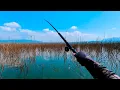 Download Lagu IKAN DIMANA MANA ❗DIMANA MANA IKAN