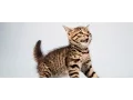 Download Lagu cat sound effects - efek suara kucing