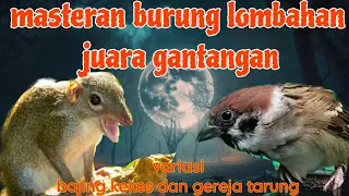 masteran juara gantangan bajing kekes dan gereja tarung