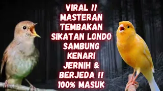 Download VIRAL !! MASTERAN BURUNG SIKATAN LONDO SAMBUNG KENARI !! SUARA JERNIH !! BERJEDA!! 100% MASUK !! MP3