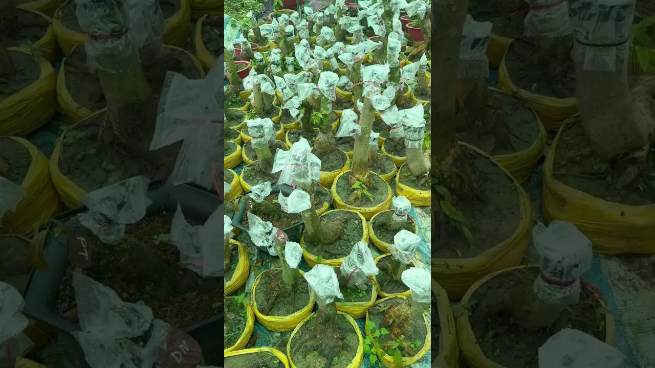 Mai vàng Miền Nam