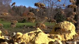 ultra bee dry pollen sub and pro sweet can help you reduce honey bee robbing activity 