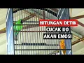 Download Lagu Pancingan Cucak Ijo Biar Emosi Dengan Suara C Ijo Bongkar Isian