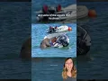 Download Lagu Walrus gets floating couch so that he’ll stop sinking boats 🚤 #shorts #walrus