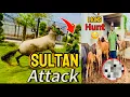 Download Lagu Aj lions Kay liay zinda cow 🐄😱sultan nay dangerous attack kar diya😰(mian saqib)