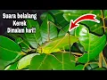 Download Lagu Suara belalang KECEK / Walang Kerik Jernih Masteran Burung🦜