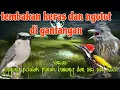 Download Lagu Jingjing petulak platuk bawang dan siri siri kecil tembakan ganas 🔥🔥