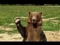 Bear Wave