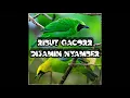 Download Lagu Suara pikat cucak ijo dan cucak ranting sangat ribut