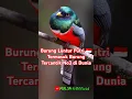 Download Lagu BURUNG LANGKA DI INDONESIA‼️LUNTUR PUTRI YANG SUDAH JARANG DI TEMUKAN DI HUTAN SUMATERA #burung