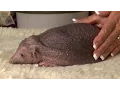 Meet the hedgehog born without his prickles - as Norfolk wildlife sanctuary wins award