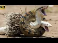 Lagu A Mistaken Bite: Python Charges at Hedgehog and the Unexpected Outcome!