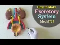How to make Excretory system Model Holiday Homework