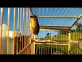Download Lagu Fêmea CHAMANDO Para esquentar machos na hora! ESSE CHAMADO LEVANTA MACHO NA HORA