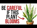 The Mystery Of Why The Snake Plant Blooms