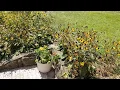 Plants deer WILL NOT eat in your garden