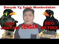 Download Lagu Cara Membedakan Beo Jantan Dengan Beo Betina  Beo Pintar Bicara Ciri Beo Jantan \u0026 Betina