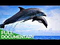 Download Lagu The Smartest | Wild Ones | Episode 5 | Free Documentary Nature
