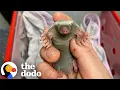 Download Lagu Tiny Baby Mole Found By Gardener Turns Into Such A Character | The Dodo