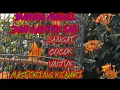 Download Lagu SUARA BURUNG RED SISKIN GACOR. COCOK UNTUK MASTERAN KENARI.