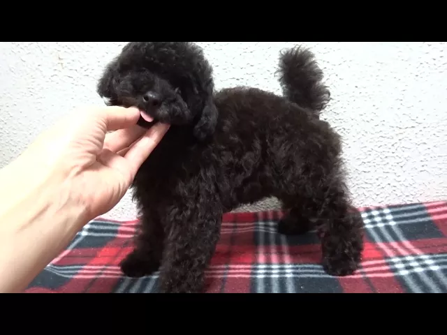 動画