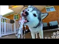 Download Lagu Mijn husky speelt haar favoriete spel in het zwembad!