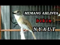 Download Lagu Semua SRDC akan cepat Nyaut mendengar Suara Panggilan srdc ini - suara panggilan srdc Bali Gacor