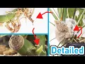 How To Air Layer Propagate A Monstera Deliciosa LOW RISK