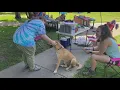 Pups galore Free pet adoptions coming to Bibb County for month of August for approved adopters