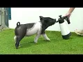 Flatland Showpigs XG 27-6