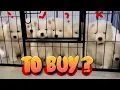 Getting a Samoyed Puppy - First Meeting Samoyed Dog