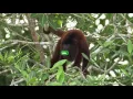 Wendy s 4 for 4 Double Stack - Howler Monkeys