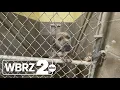 Denham Springs Animal Shelter overcrowded seeks community help