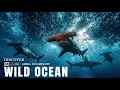 Marine Hierarchy How the Atlantic Ocean Ecosystem is Structured by Predators