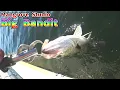 魚が下から面白い様に湧き出てくる「ビッグバンディットの魔力」