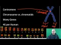 Chromosomes and Mitosis