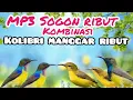 Download Lagu Suara Pikat Sogon Ribut Kombinasi Kolibri Manggar Ribut