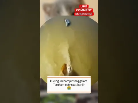 CCTV Catches a Cat Struggling During a Flood 😿🌊
