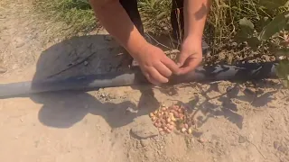 Pista hosili