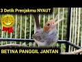 Download Lagu PRENJAK BETINA GACOR AMPUH PANCING EMOSI LAWAN BIKIN PRENJAK JANTAN GACOR DAN BERMENTAL BAJA