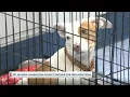 Pet Helpers and Charleston County partner for free adoptions