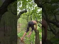 Download Lagu The real life Tarzan! 🤩🌴  -  🎥 leo.urban