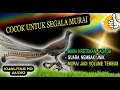 Download Lagu EDANN !!! Masteran Terbaik Untuk Murai Jadi Ikut Gacor Is The Best