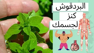 فوائد البردقوش عُشبة سحرية بها ١٣ اعجاز لن تجده في شيء أخر