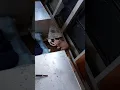 beware of buying cats on Craigslist