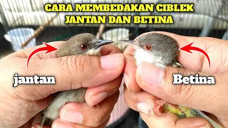 bingung membedakan ciblek jantan dan betina gampang banget begini caranya