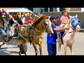 Download Lagu NAIK DELMAN ISTIMEWA 🐎 LAGU ANAK ANAK - KUDA DELMAN